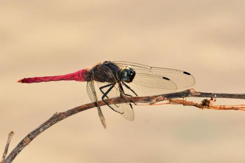 Réf. 292 690 : Orthetrum pruinosum